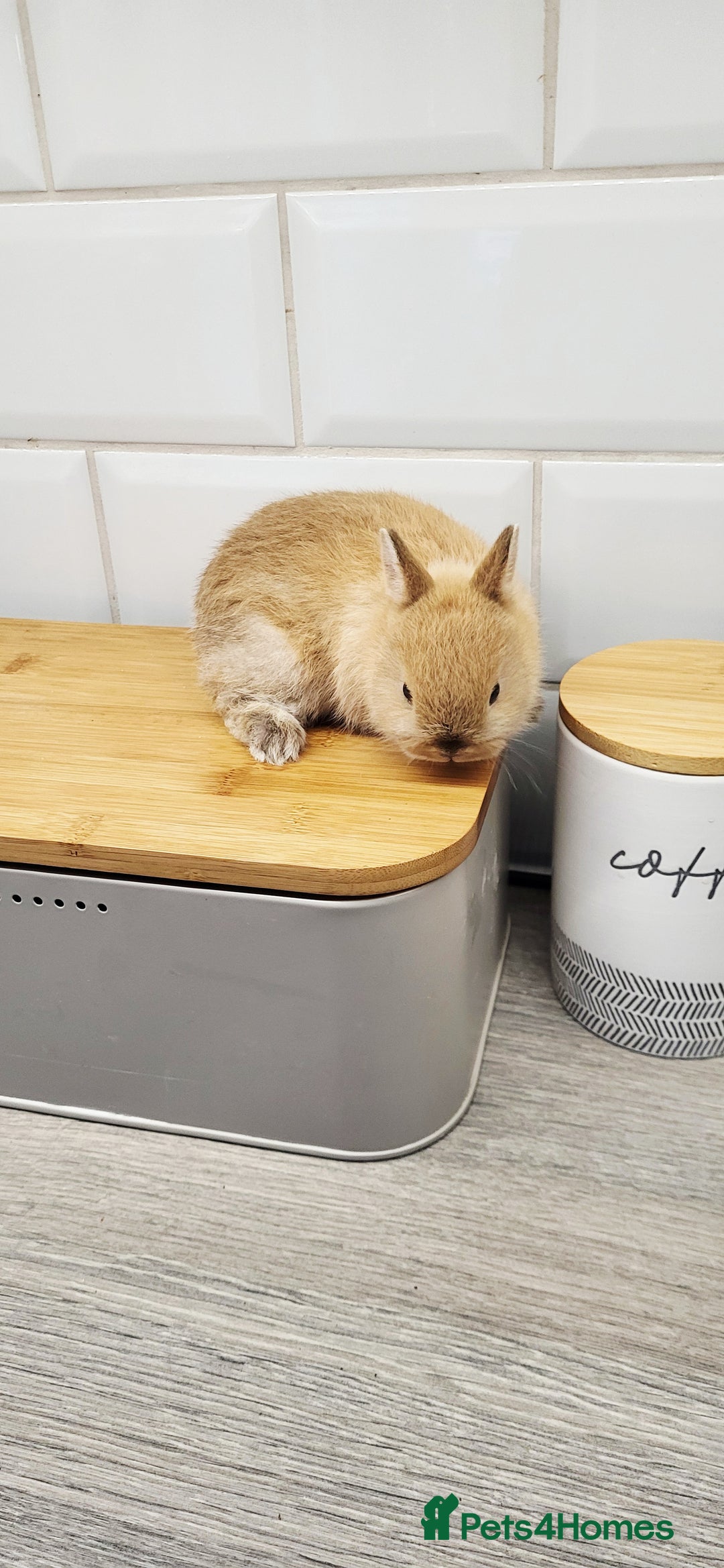 Netherland Dwarf rabbits for sale: One beautiful little buny boy left  - Image 5