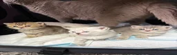 British Shorthair cats for sale: Amazing British Shorthair kitten - Advert 7