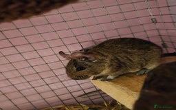 Degus rodents for sale: Degu sisters - Image 3