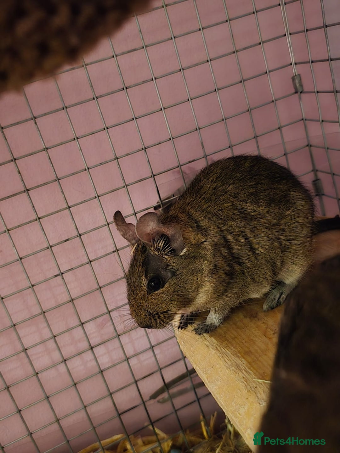 Degus rodents for sale: Degu sisters - Image 3