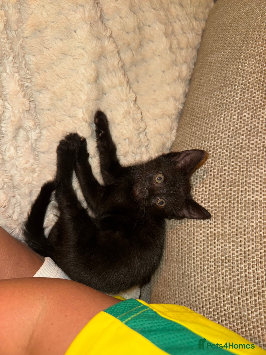 Bombay cats for sale: FREE 8 week old black kitten female  - Image 2