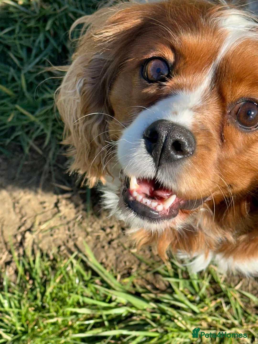 Cavalier King Charles Spaniel dogs for sale: Two Sisters looking for a home  - Advert 4