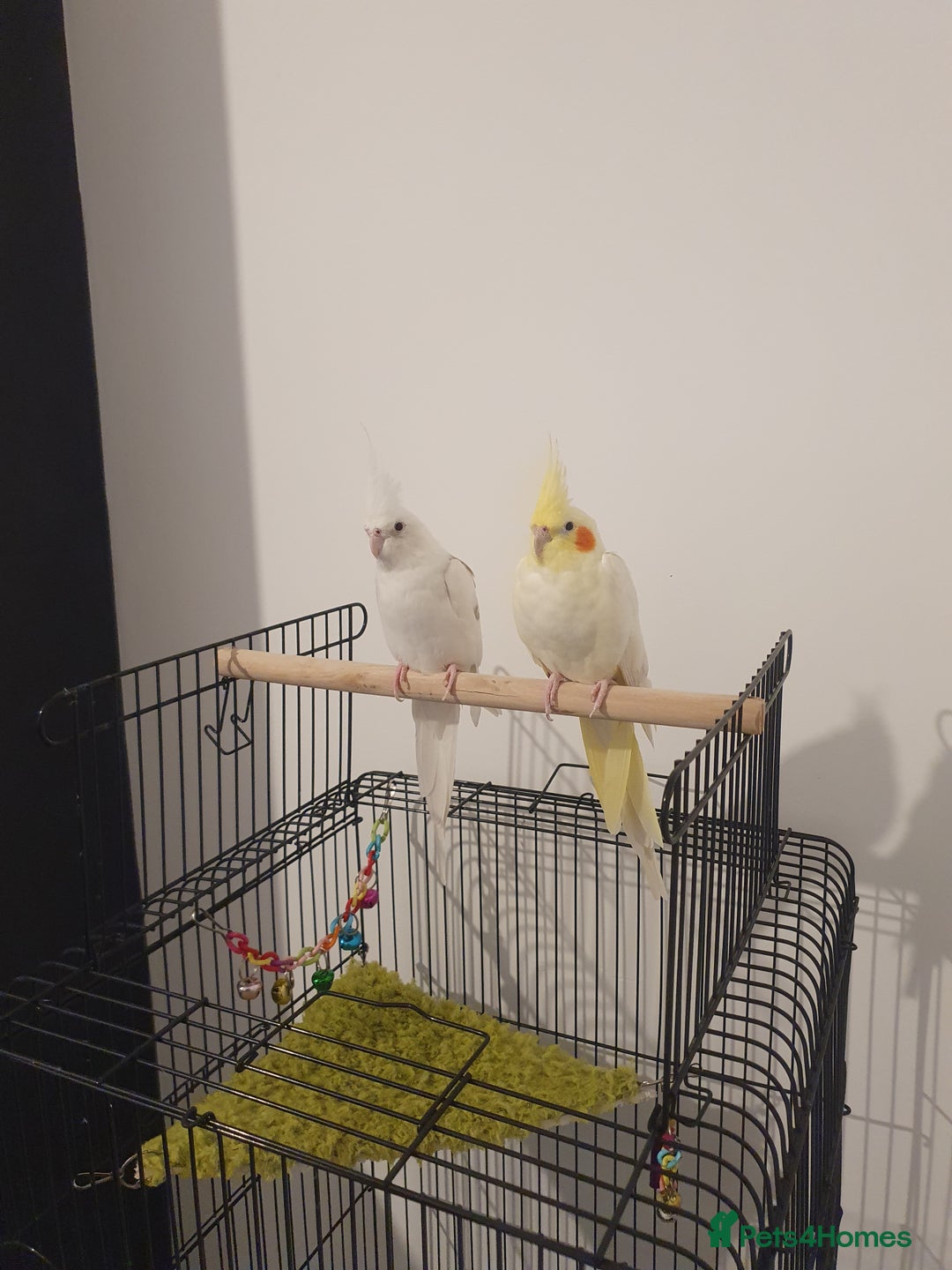 Cockatiels birds for sale: 2 x Male Cockatiels - Image 2