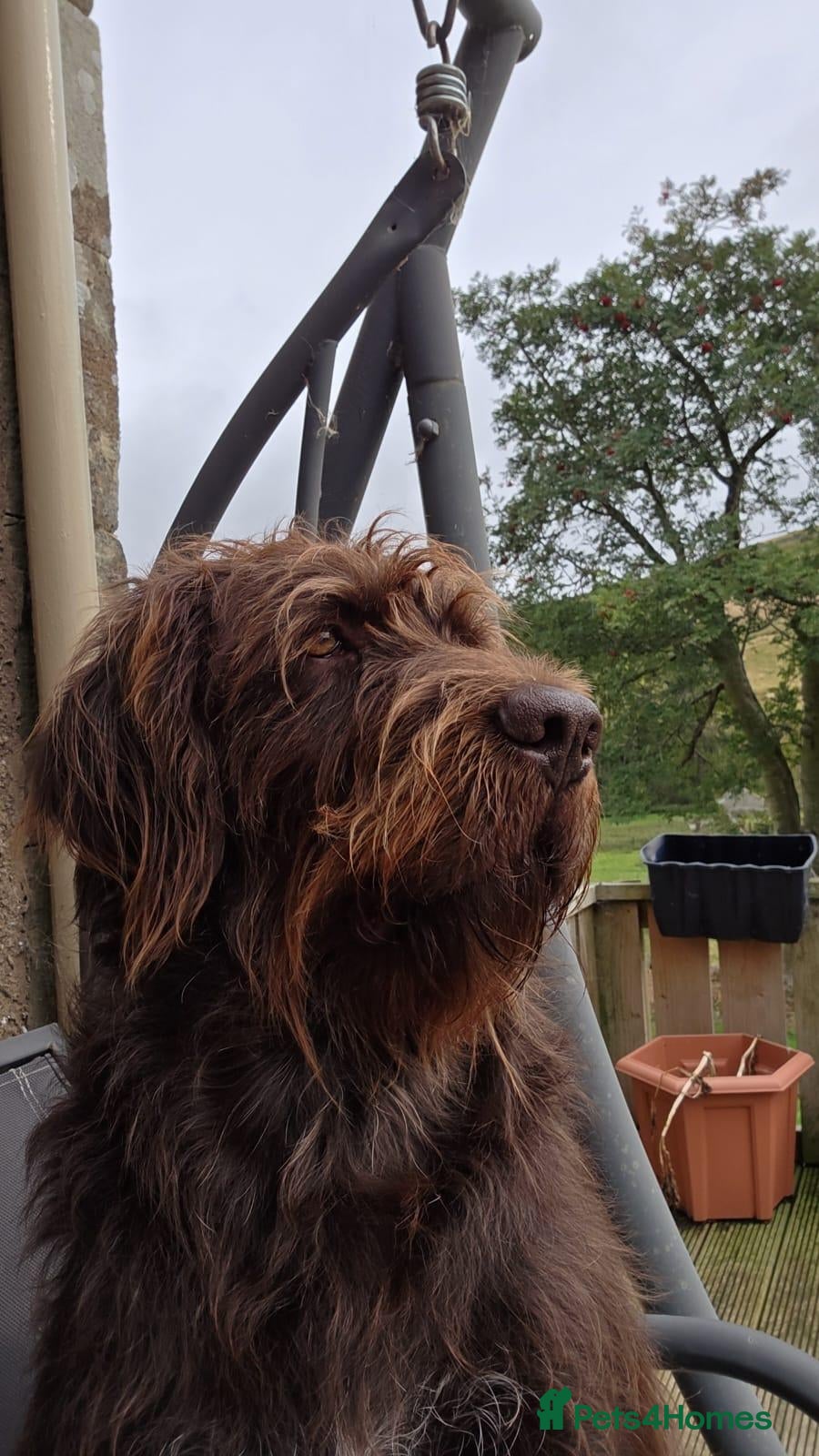 Mixed Breed dogs GWP x Labs - Advert 1