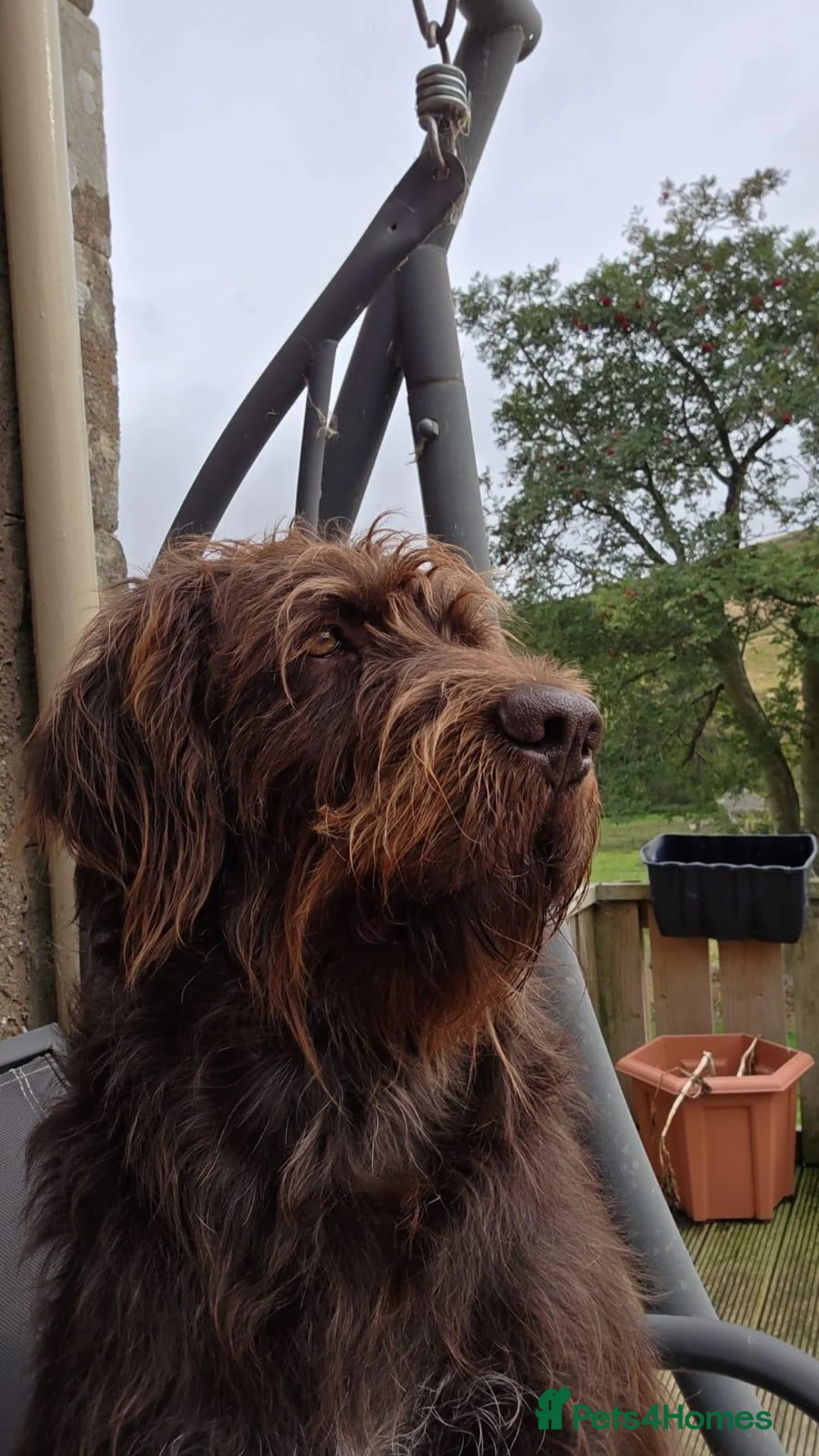 Mixed Breed dogs for sale: GWP x Labs - Advert 1