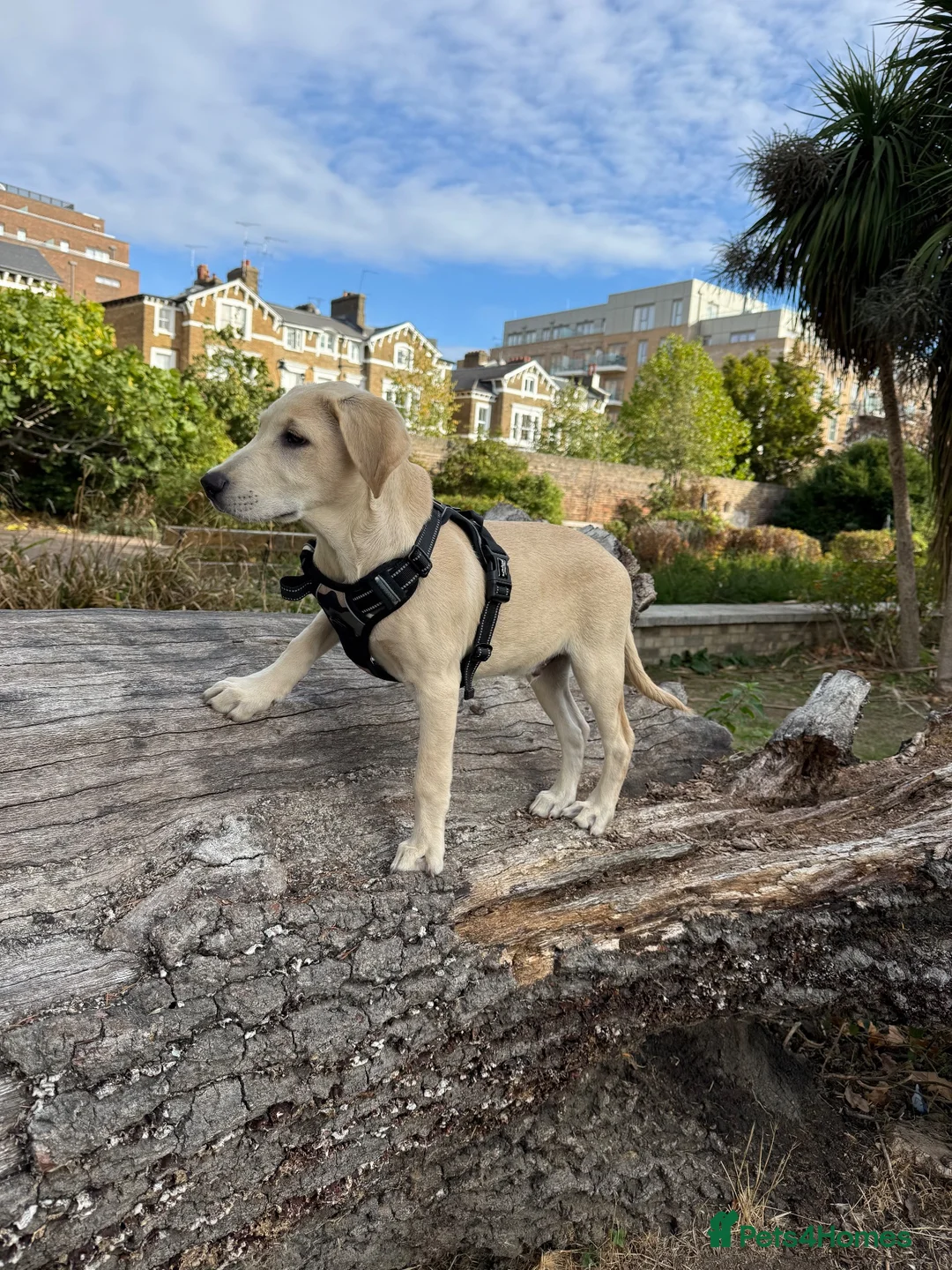 Labrador Retriever dogs for sale: 5 month old Labrador  in London - Advert 1
