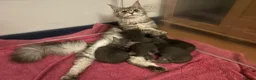 Maine Coon cats for sale: GCCF Blue and Silver Registered Maine Coon Kittens - Advert 16