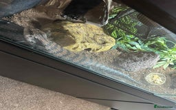 Skink reptiles for sale: Blue tongued skink with full setup and cabinet - Image 3