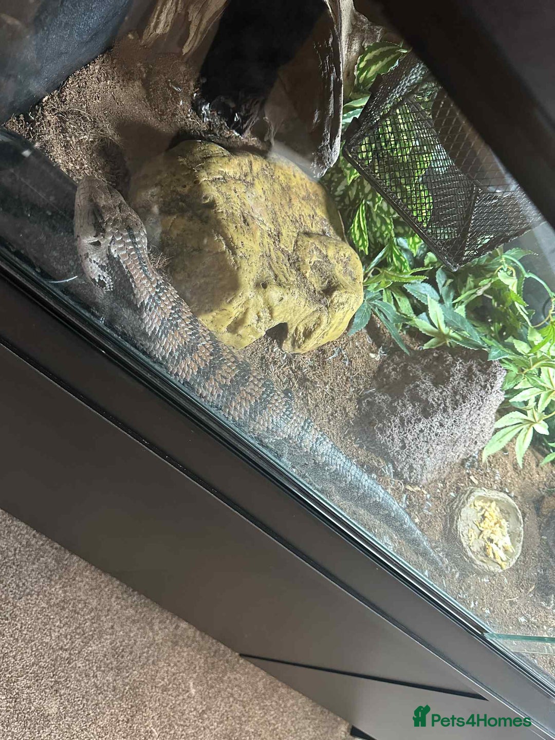 Skink reptiles for sale: Blue tongued skink with full setup and cabinet - Image 3