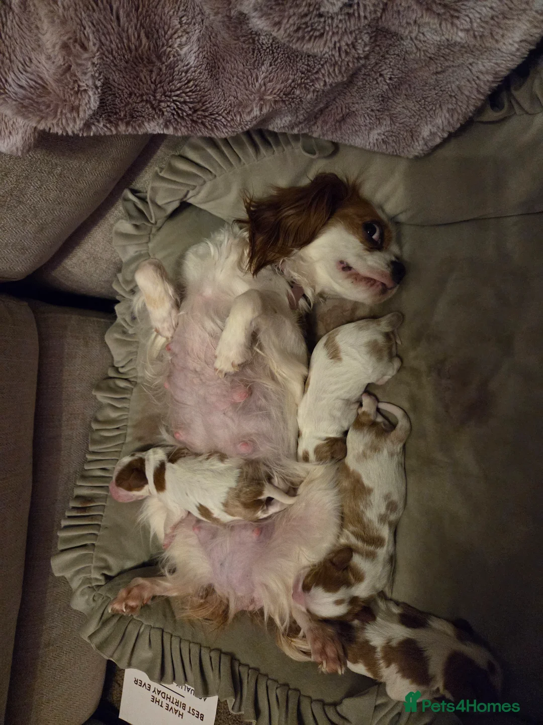 Cavalier King Charles Spaniel dogs for sale: Cavalier King Charles Spaniel Puppies for sale - Advert 6