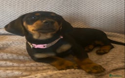 Dachshund dogs for sale: 💖traditional dachshunds puppies💝 - Image 6