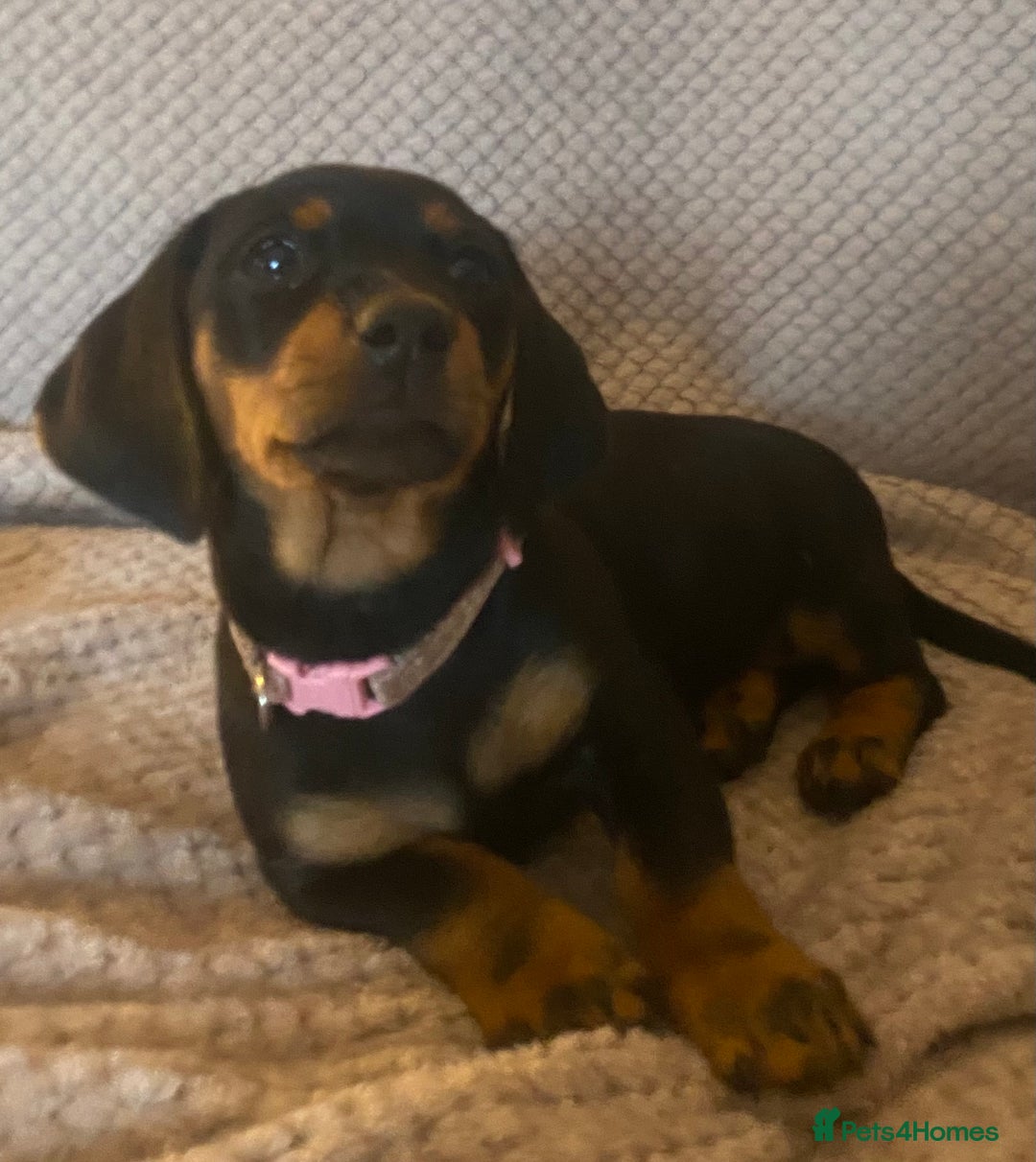 Dachshund dogs for sale: 💖traditional dachshunds puppies💝 - Image 6