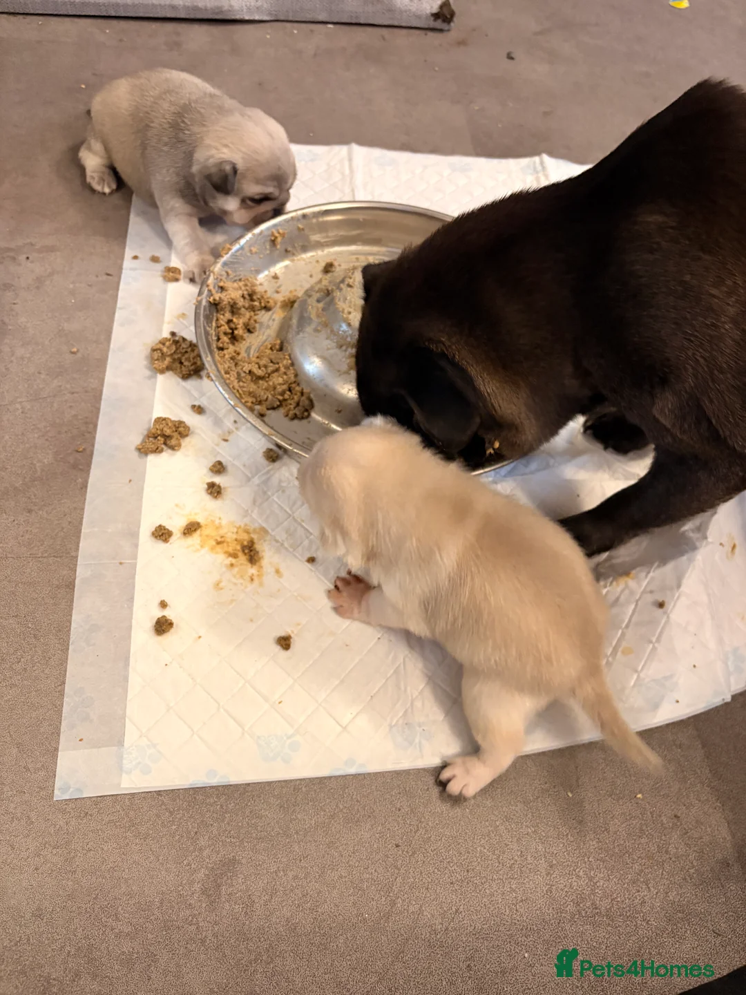 Pug dogs for sale: 1 beautiful boy left - Advert 2