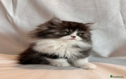 Persian cats for sale: 3 Cuddly Persian Babies❤️ - Image 3