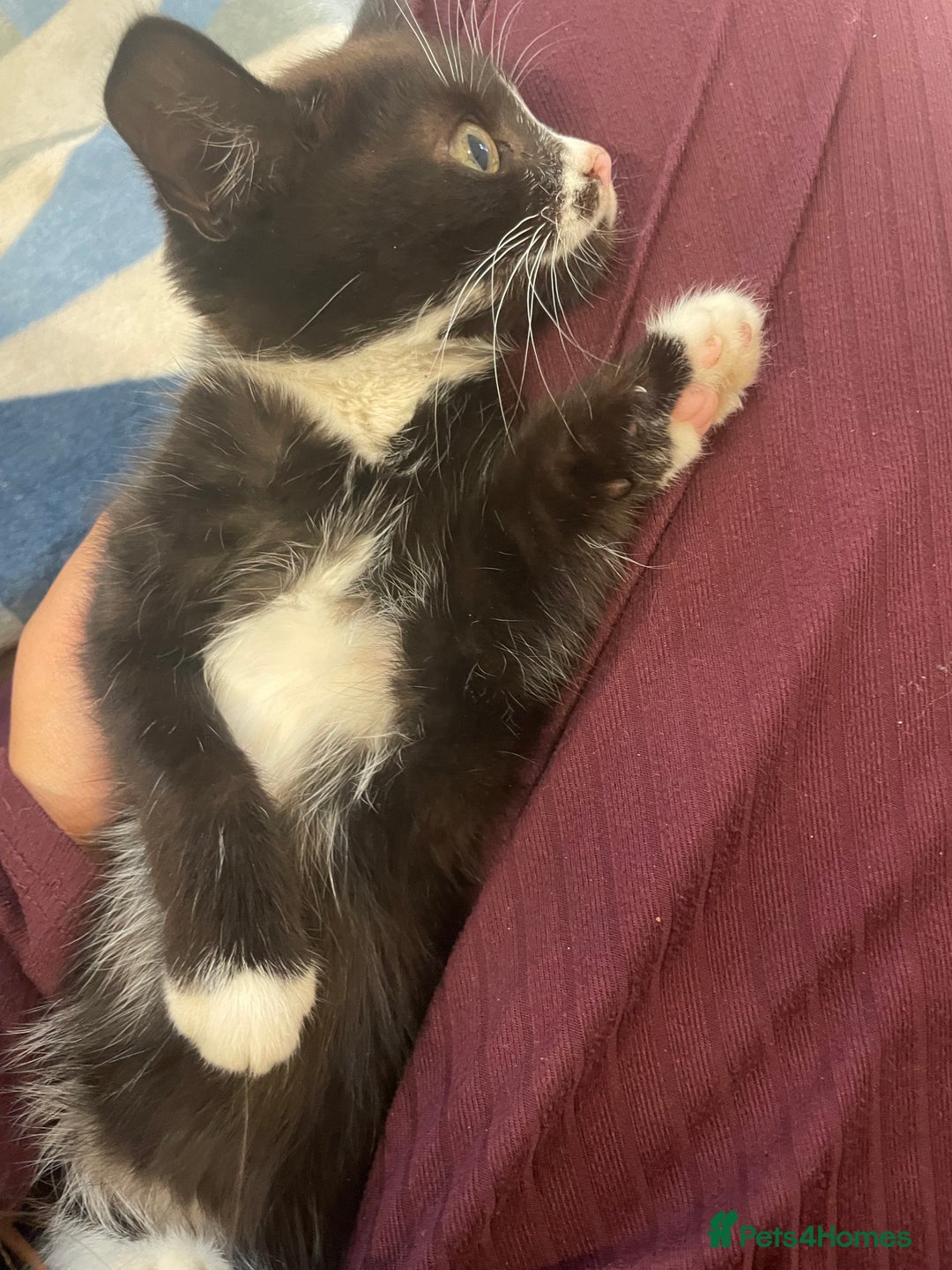 Mixed Breed cats for sale: cute kitten needs a home  - Image 3