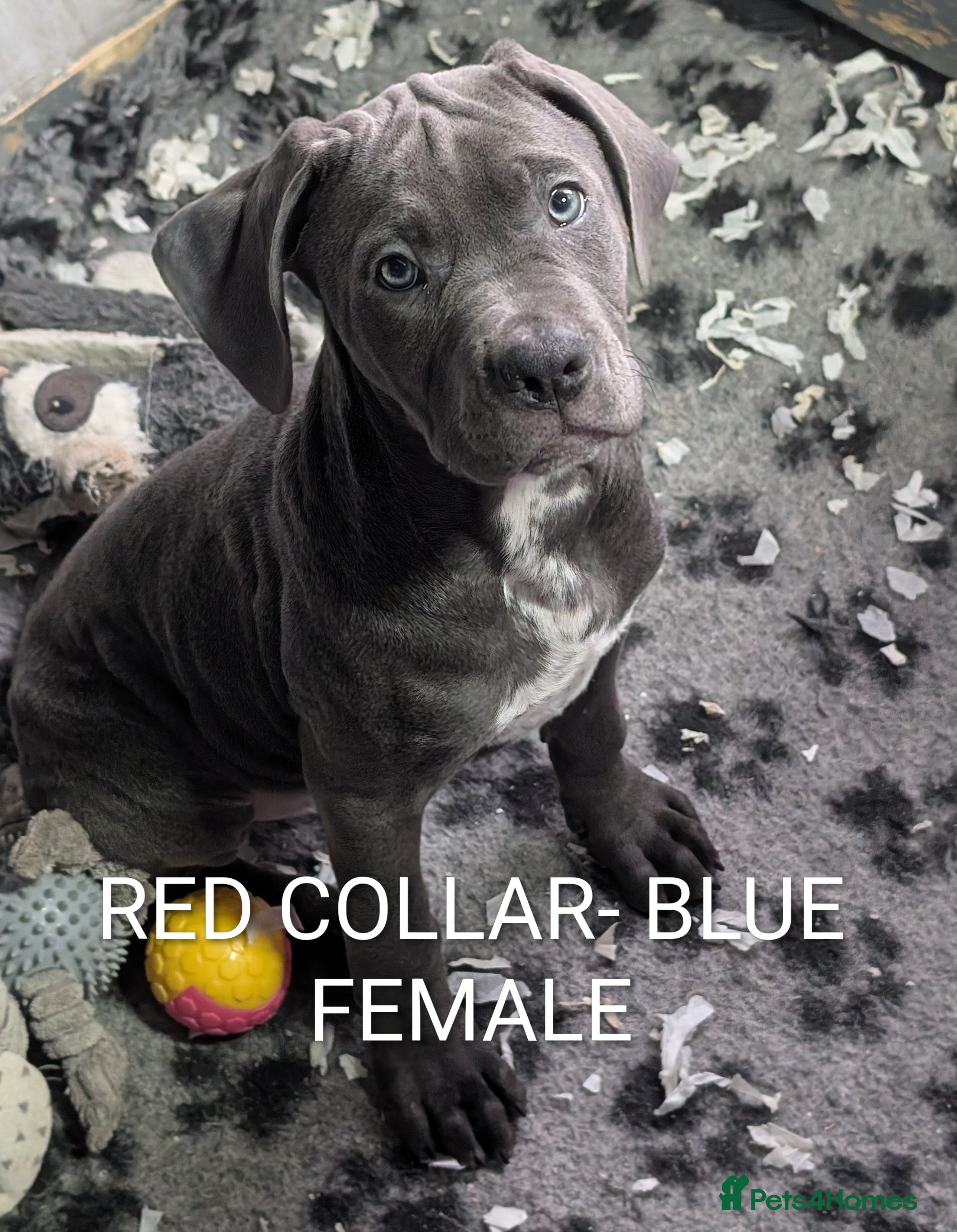 Cane Corso dogs Cane corso puppies  - Advert 3