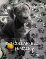 Cane Corso Puppy 4