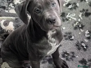 Cane Corso dogs Cane corso puppies - Advert 3