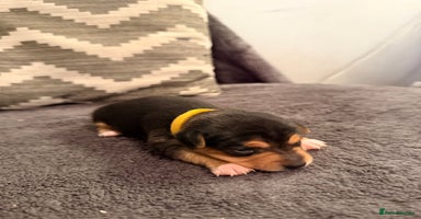 Jack Russell dogs Stunning Jack Russell pups  - Advert 3