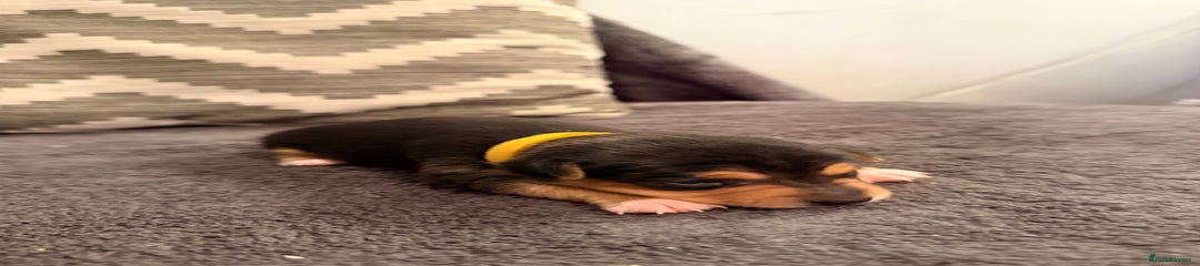 Jack Russell Puppy 2 - yellow collar 