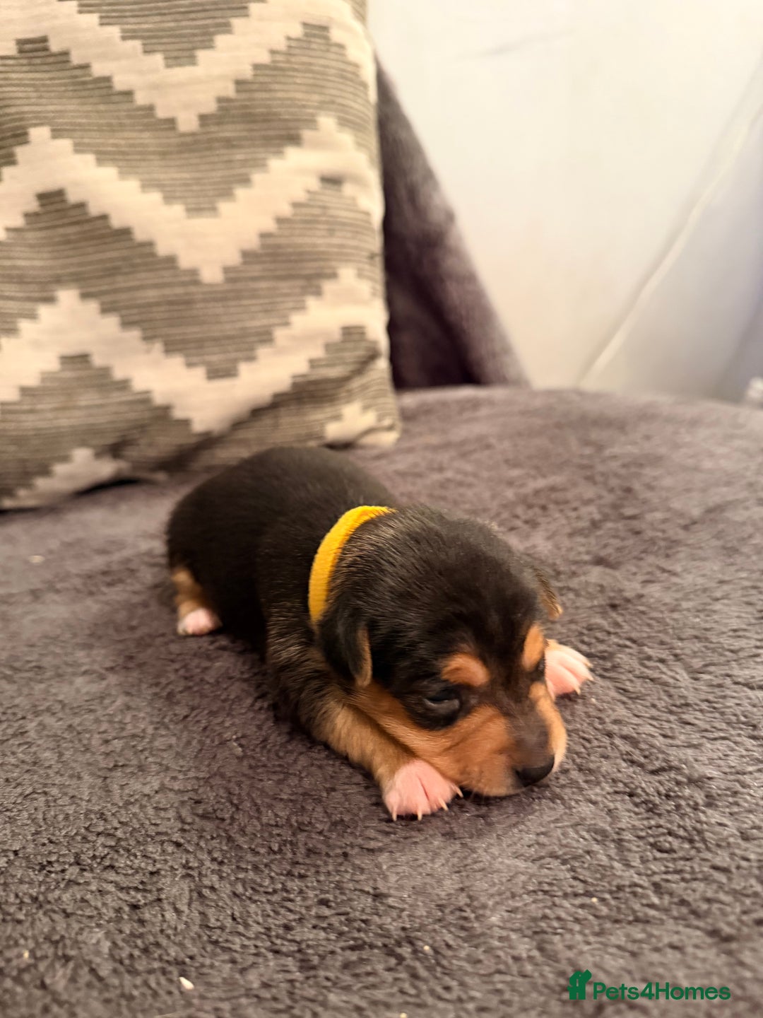 Jack Russell dogs for sale: Stunning Jack Russell pups  - Advert 3