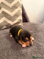 Jack Russell dogs Stunning Jack Russell pups - Advert 2