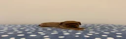 Cavalier King Charles Spaniel dogs for sale: Cavalier King Charles Ruby Puppys - Advert 15