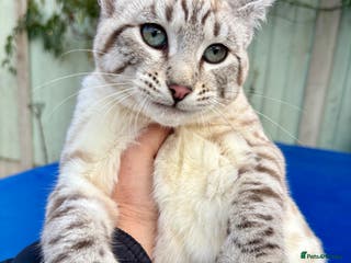 Keetso cats Gob smacking polydactyl female - Advert 4