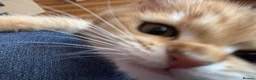 British Shorthair cats for sale: Top quality Golden BSH - Advert 1