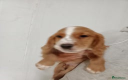 Cocker Spaniel dogs for sale: Kc reg working Cocker spaniels  born 13th July  - Image 4