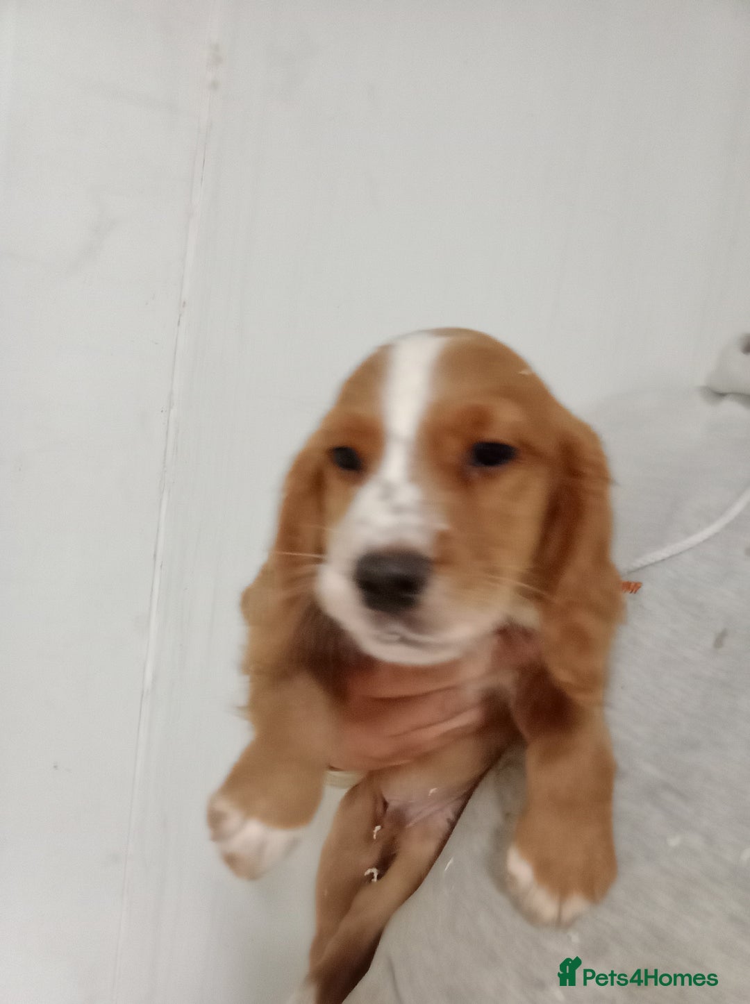 Cocker Spaniel dogs for sale: Kc reg working Cocker spaniels  born 13th July  - Image 4