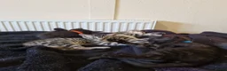 Bengal cats for sale: Bengal cross kittens. - Advert 6