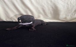 Dachshund dogs for sale: Miniature Dachshund Puppies  - Image 14