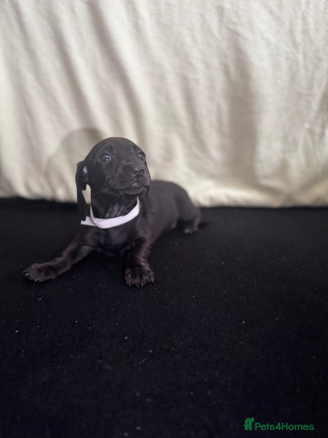 Dachshund dogs for sale: Miniature Dachshund Puppies  - Image 14
