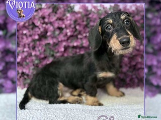 Dachshund dogs - Advert 5