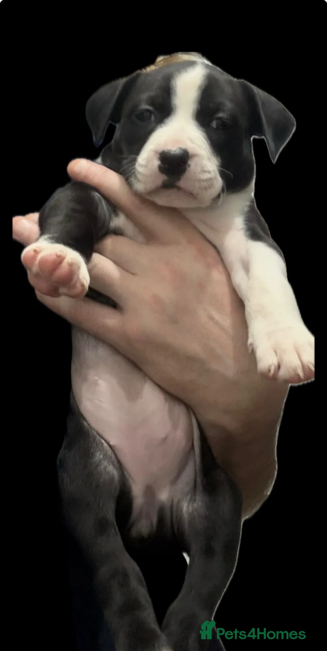Staffordshire Bull Terrier dogs for sale: Staffy Puppies  - Advert 3