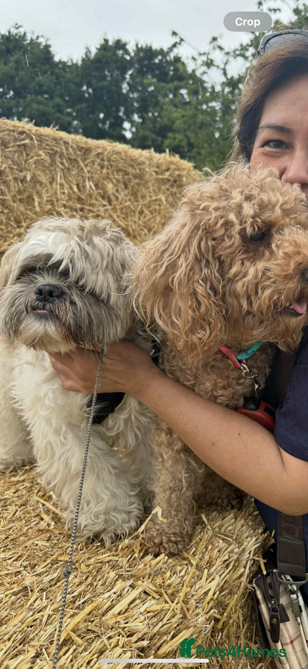 Mixed Breed dogs for sale: 🐶 Cockapoo × Shih Tzu Puppies Ready September  - Image 3