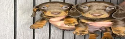Dachshund dogs for sale: Miniature Dachshund Puppies for sale - Advert 5