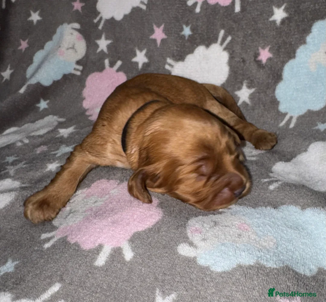 Cocker Spaniel dogs for sale: Outstanding Show Quality Show Type Cocker Spaniels - Advert 10