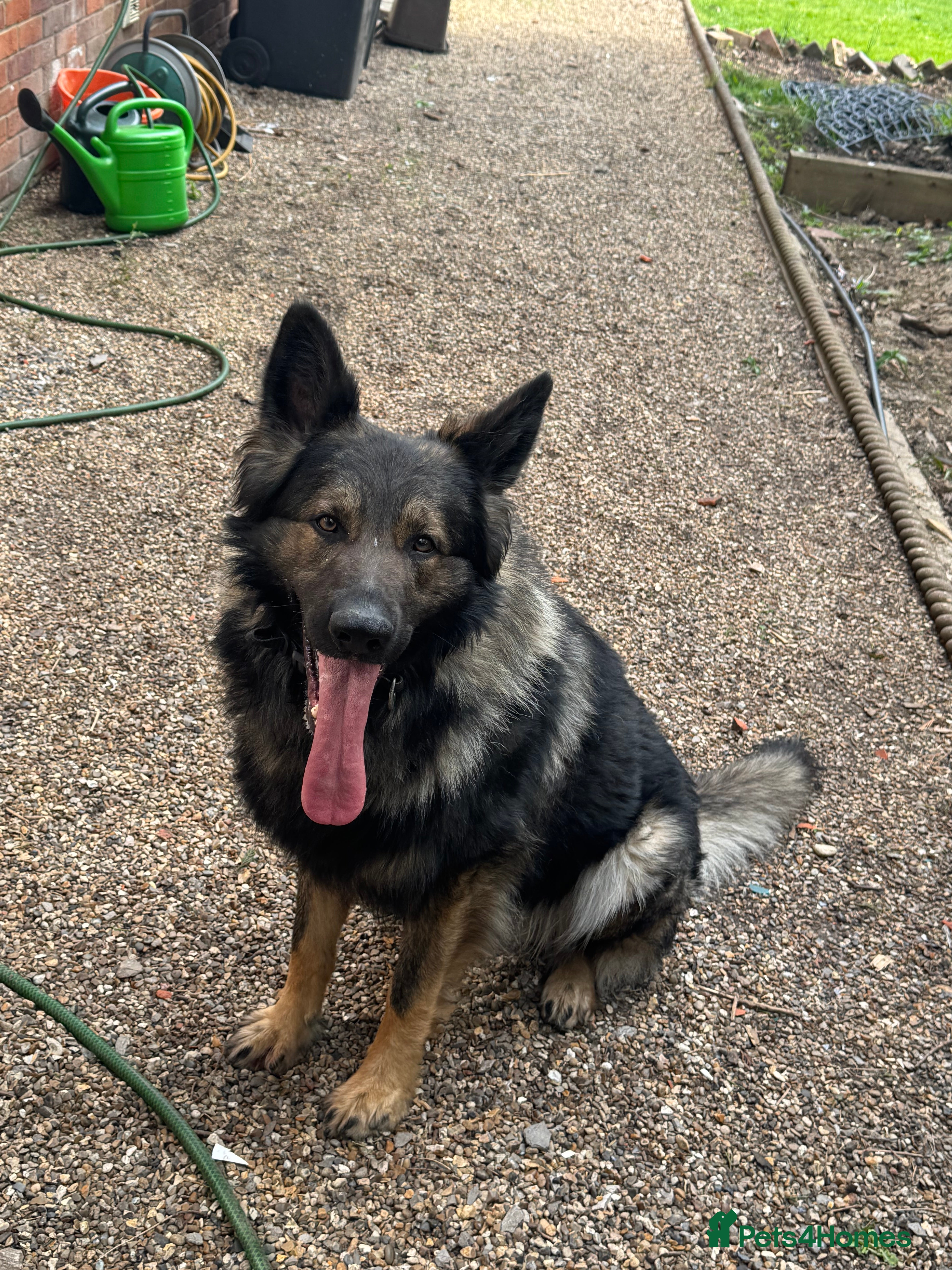 German Shepherd dogs Gorgeous German Shepherd boy  - Advert 6