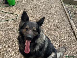 German Shepherd dogs Gorgeous German Shepherd boy - Advert 13