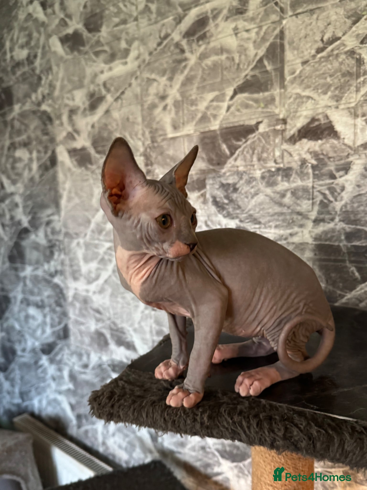 Sphynx cats Sphynx kittens ( 2 males)  - Advert 1