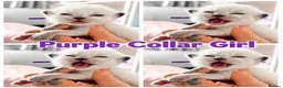 Ragdoll cats for sale: Ragdoll - Advert 7