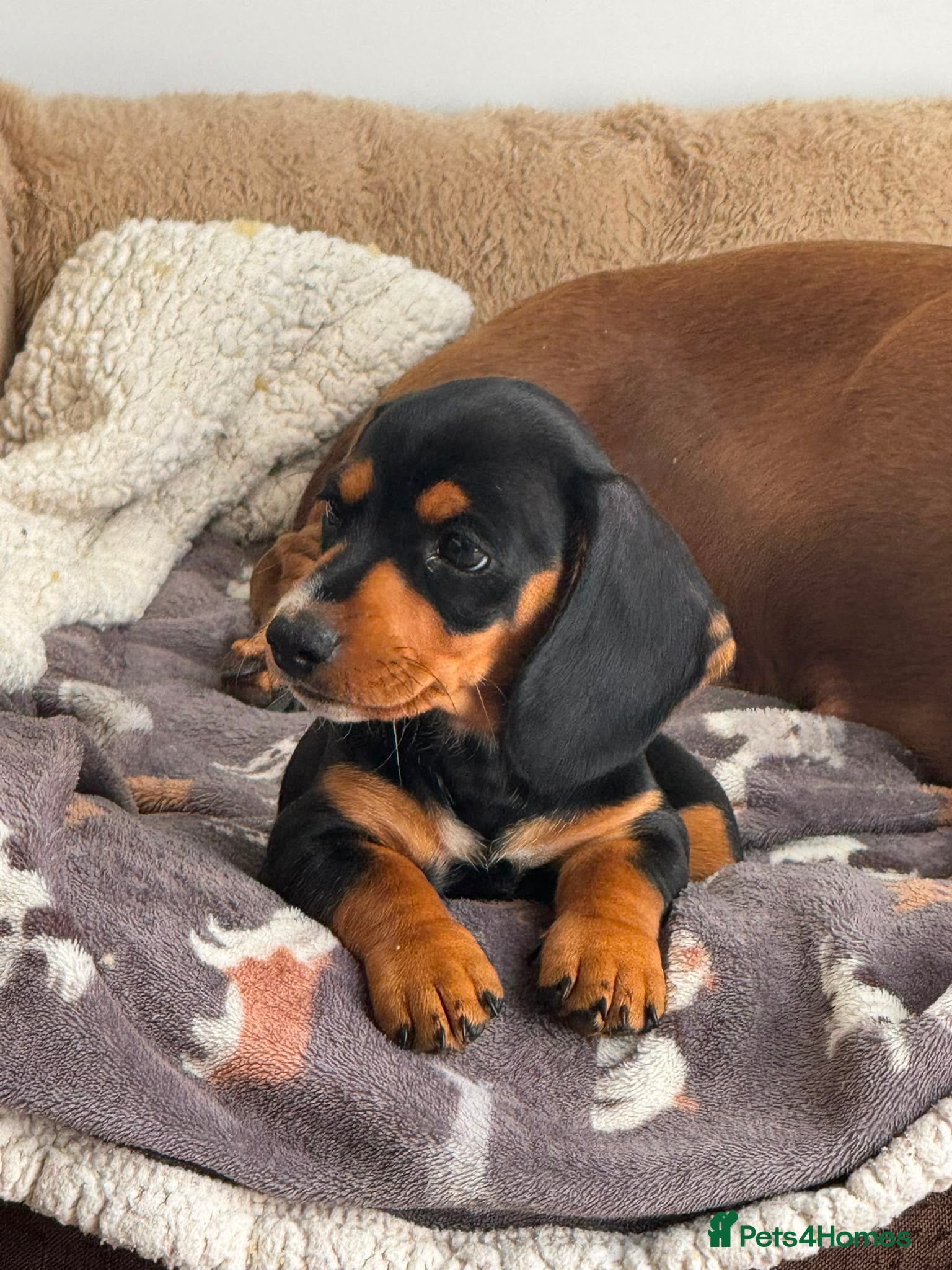 Miniature Dachshund dogs Gorgeous KC reg miniature dachshund puppies  - Advert 1