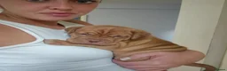 Dogue De Bordeaux dogs for sale: KC Registered Dogue de Bordeaux Puppies-Champion  - Advert 2