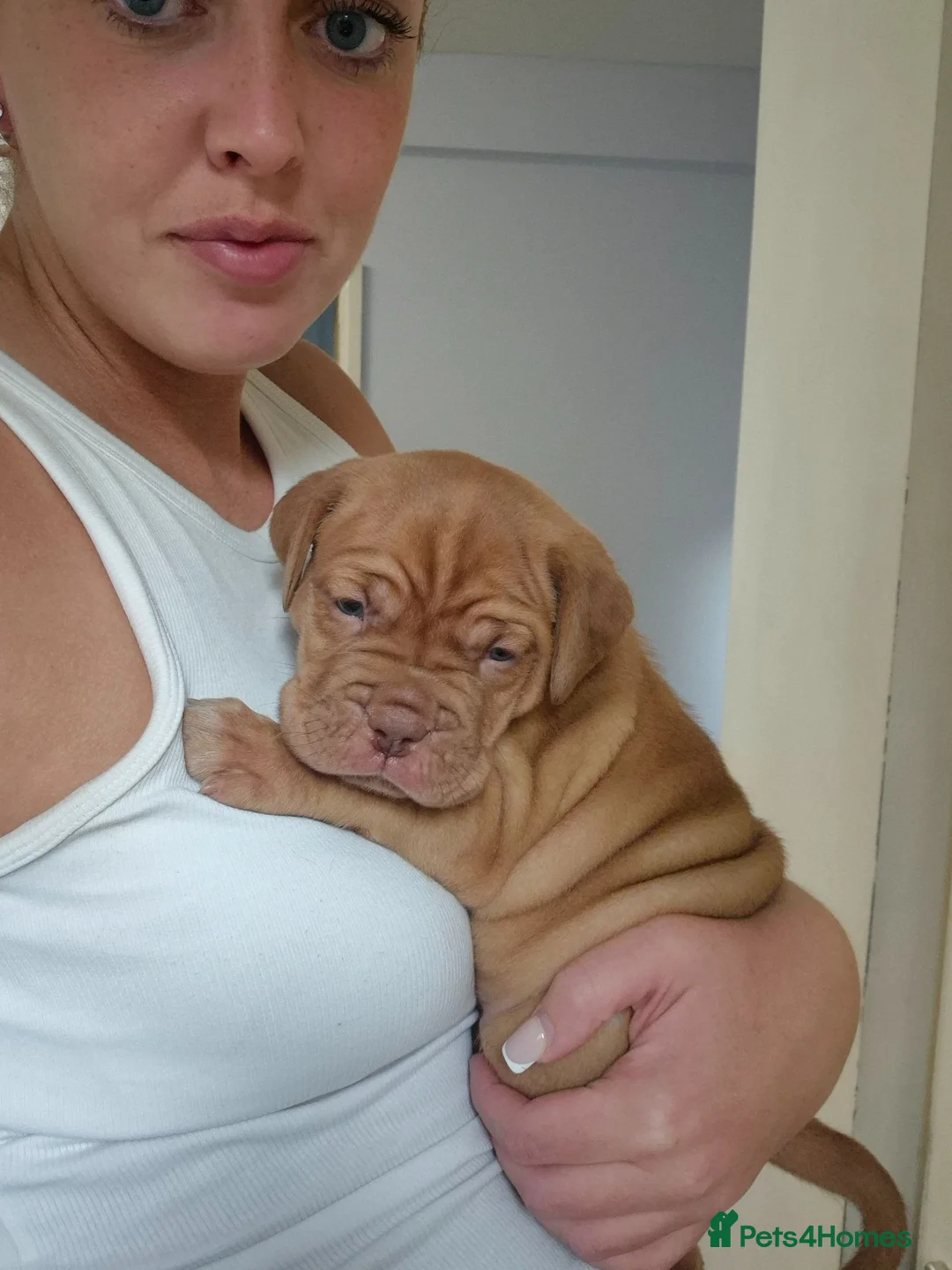 Dogue De Bordeaux dogs for sale: KC Registered Dogue de Bordeaux Puppies-Champion  - Advert 2