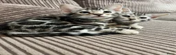 Bengal cats for sale: Bengal kittens  - Advert 9