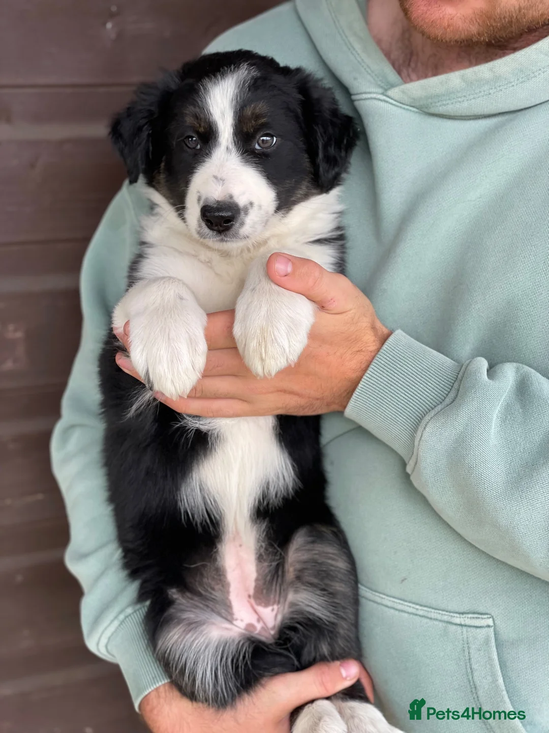 Border Collie dogs for sale: Collies puppies - Advert 3