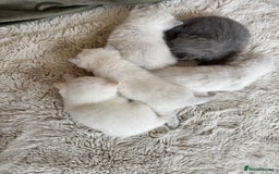 British Shorthair cats for sale: PEDIGREE BRITISH SHORTHAIR KITTENS COLOURPOINT - Image 20