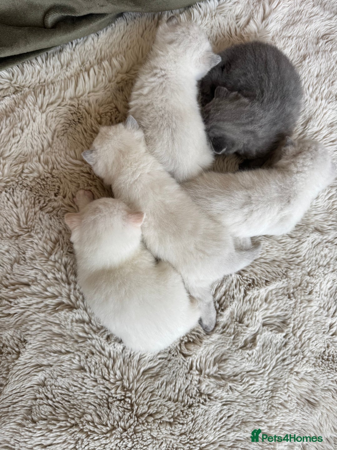 British Shorthair cats for sale: PEDIGREE BRITISH SHORTHAIR KITTENS COLOURPOINT - Image 20